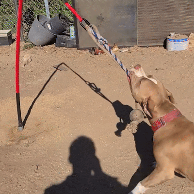 DogPhi™ Tug Toy