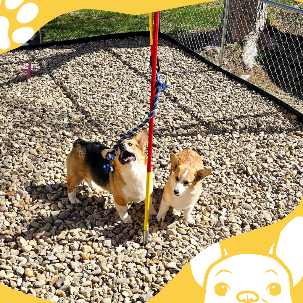 DogPhi™ Tug Toy